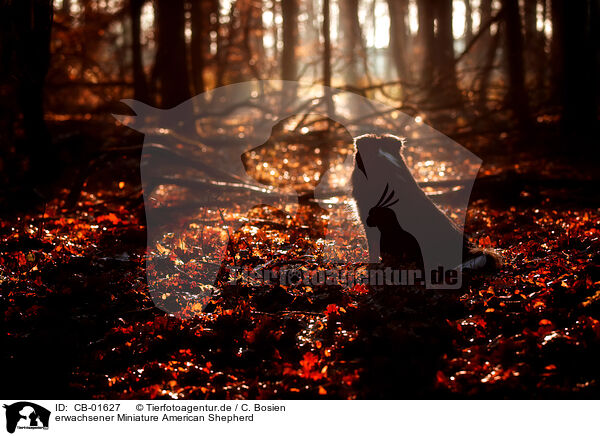 erwachsener Miniature American Shepherd / adult Miniature American Shepherd / CB-01627