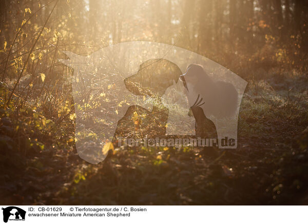 erwachsener Miniature American Shepherd / CB-01629