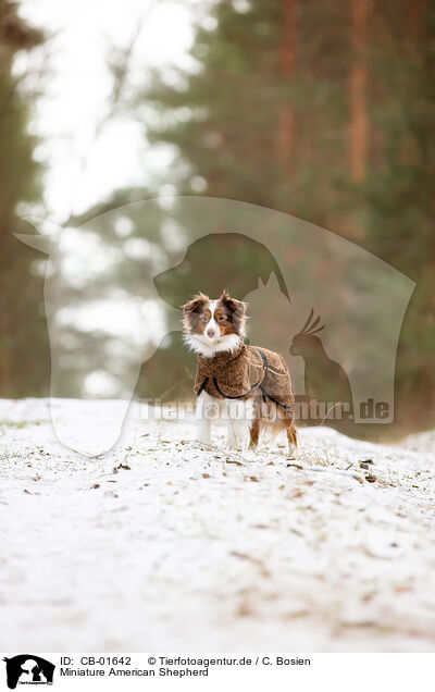 Miniature American Shepherd / Miniature American Shepherd / CB-01642