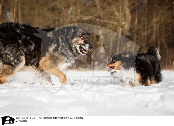 2 Hunde / CB-01691