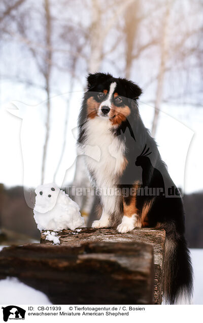 erwachsener Miniature American Shepherd / CB-01939