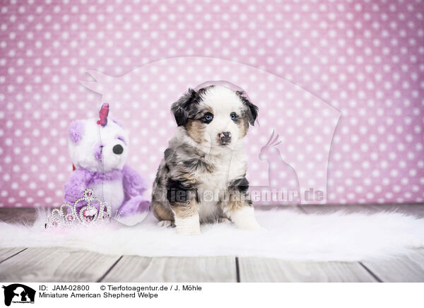 Miniature American Shepherd Welpe / JAM-02800