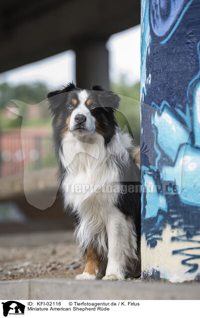 Miniature American Shepherd Rde / KFI-02116