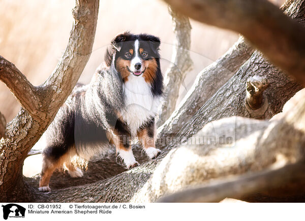 Miniature American Shepherd Rde / CB-01952