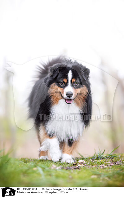 Miniature American Shepherd Rde / CB-01954