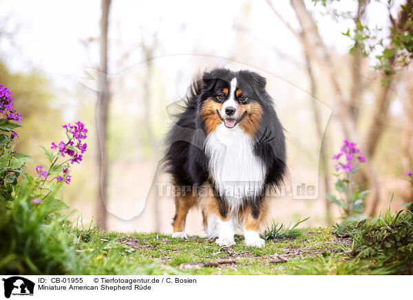 Miniature American Shepherd Rde / CB-01955