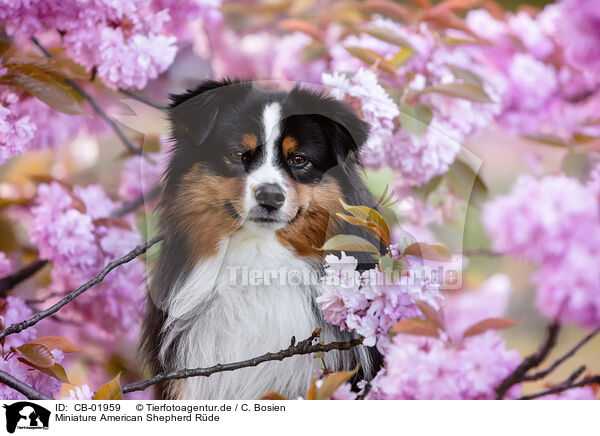 Miniature American Shepherd Rde / male Miniature American Shepherd / CB-01959