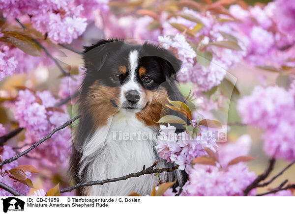 Miniature American Shepherd Rde / CB-01959