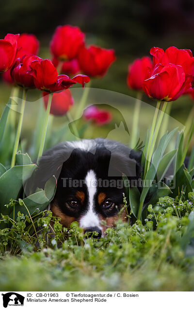 Miniature American Shepherd Rde / CB-01963