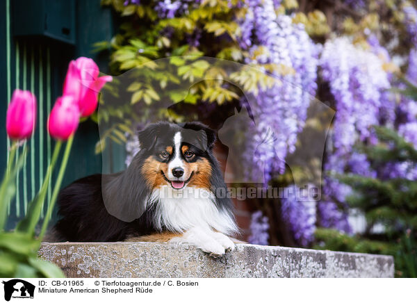 Miniature American Shepherd Rde / male Miniature American Shepherd / CB-01965