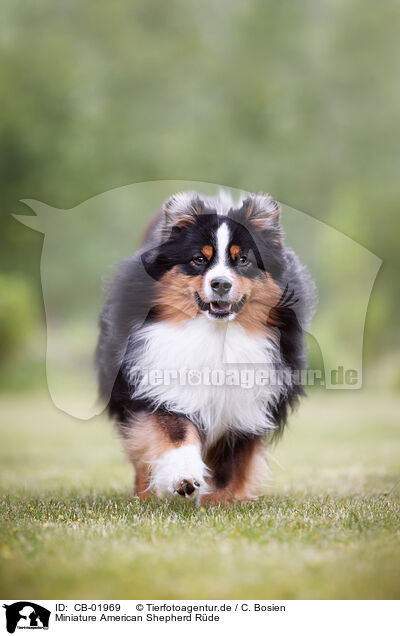 Miniature American Shepherd Rde / CB-01969