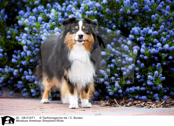 Miniature American Shepherd Rde / male Miniature American Shepherd / CB-01971