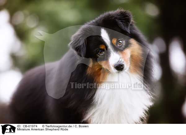 Miniature American Shepherd Rde / male Miniature American Shepherd / CB-01974