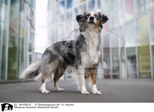 Miniature American Shepherd Hndin / AH-05616