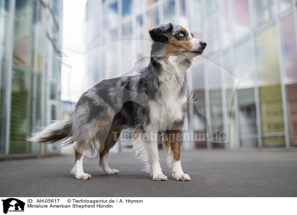 Miniature American Shepherd Hndin / AH-05617