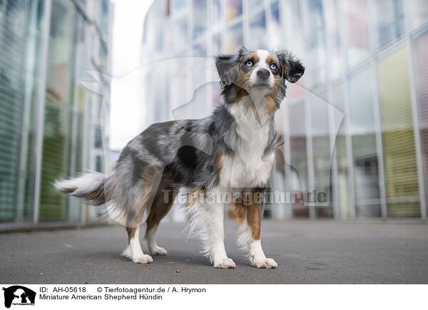 Miniature American Shepherd Hndin / female Miniature American Shepherd / AH-05618