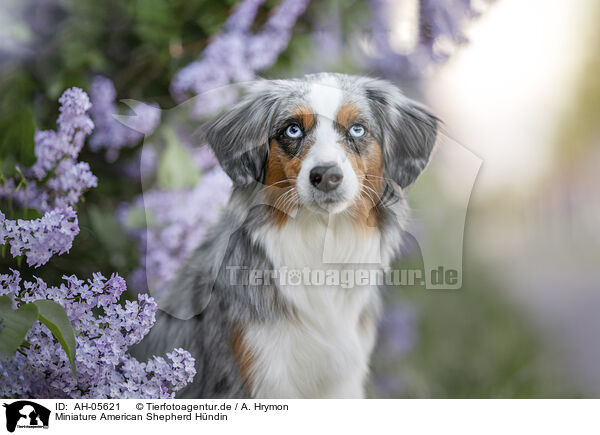 Miniature American Shepherd Hndin / female Miniature American Shepherd / AH-05621