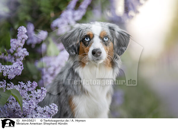 Miniature American Shepherd Hndin / AH-05621