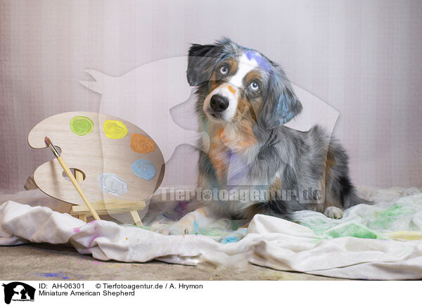 Miniature American Shepherd / AH-06301