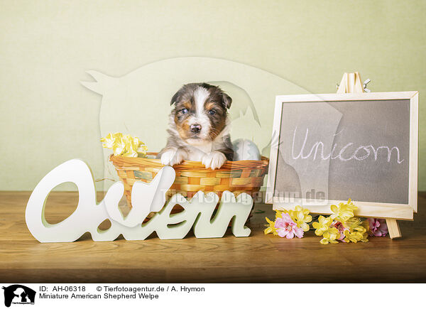 Miniature American Shepherd Welpe / Miniature American Shepherd Puppy / AH-06318