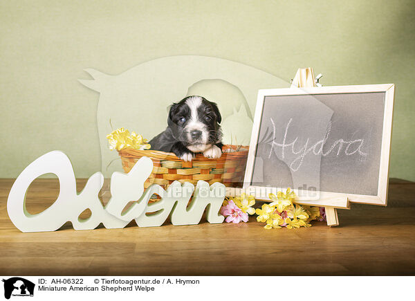 Miniature American Shepherd Welpe / AH-06322