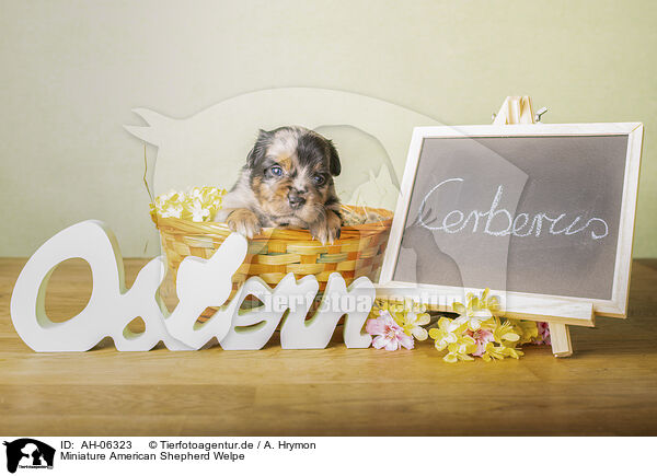 Miniature American Shepherd Welpe / Miniature American Shepherd Puppy / AH-06323