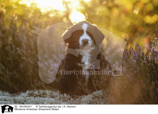 Miniature American Shepherd Welpe / Miniature American Shepherd Puppy / AH-06331