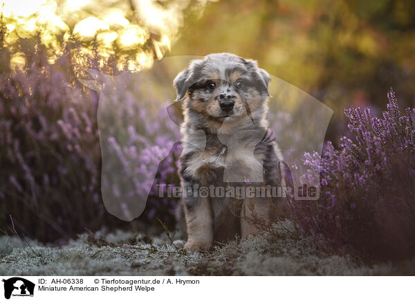 Miniature American Shepherd Welpe / Miniature American Shepherd Puppy / AH-06338
