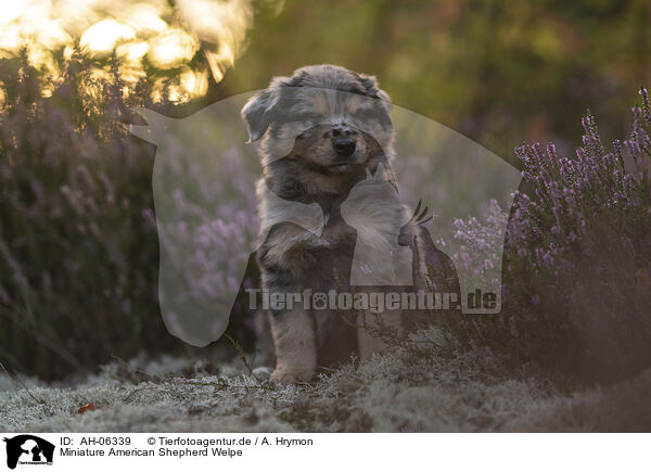 Miniature American Shepherd Welpe / AH-06339