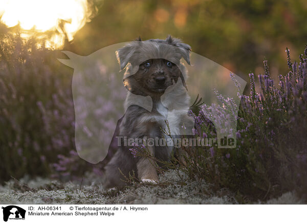 Miniature American Shepherd Welpe / AH-06341