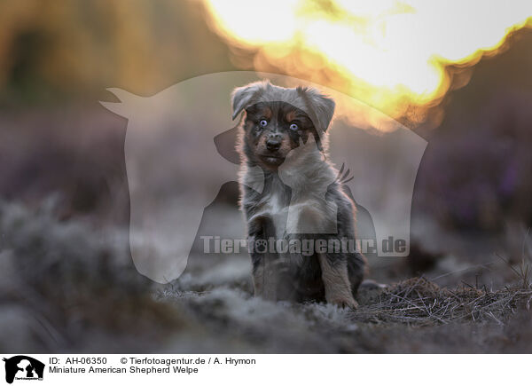 Miniature American Shepherd Welpe / Miniature American Shepherd Puppy / AH-06350