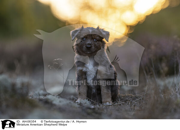 Miniature American Shepherd Welpe / Miniature American Shepherd Puppy / AH-06354