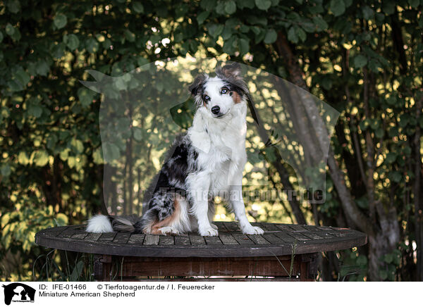 Miniature American Shepherd / IFE-01466