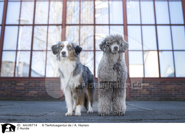 2 Hunde / 2 dogs / AH-06714