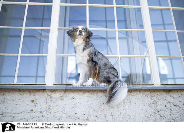 Miniature American Shepherd Hndin / AH-06715