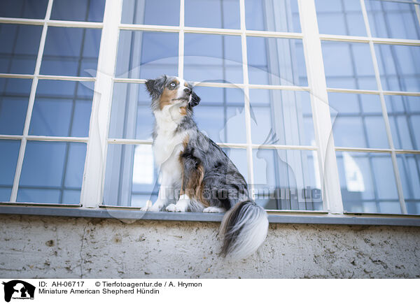 Miniature American Shepherd Hndin / female Miniature American Shepherd / AH-06717