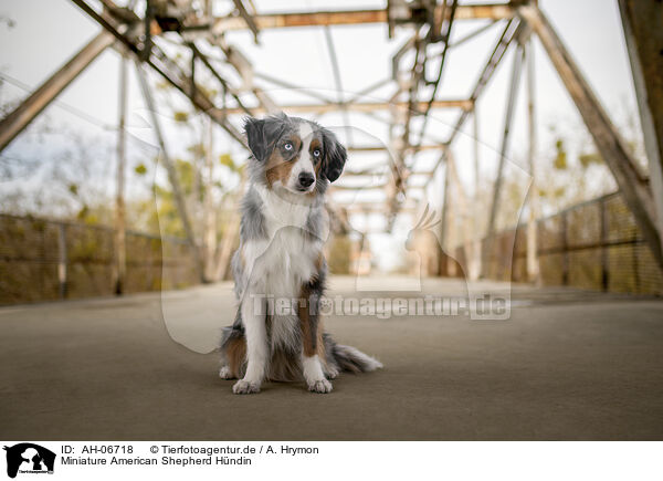 Miniature American Shepherd Hndin / AH-06718