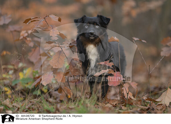Miniature American Shepherd Rde / AH-06720