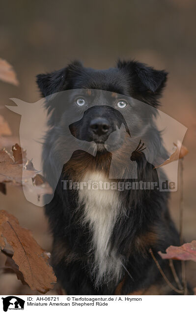 Miniature American Shepherd Rde / AH-06721