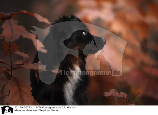 Miniature American Shepherd Rde / AH-06722