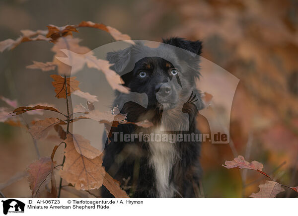 Miniature American Shepherd Rde / AH-06723