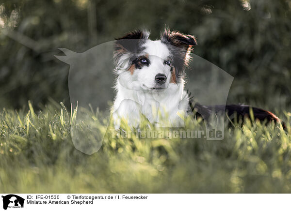 Miniature American Shepherd / Miniature American Shepherd / IFE-01530