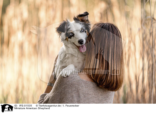 Miniature American Shepherd / IFE-01535