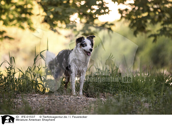 Miniature American Shepherd / IFE-01537