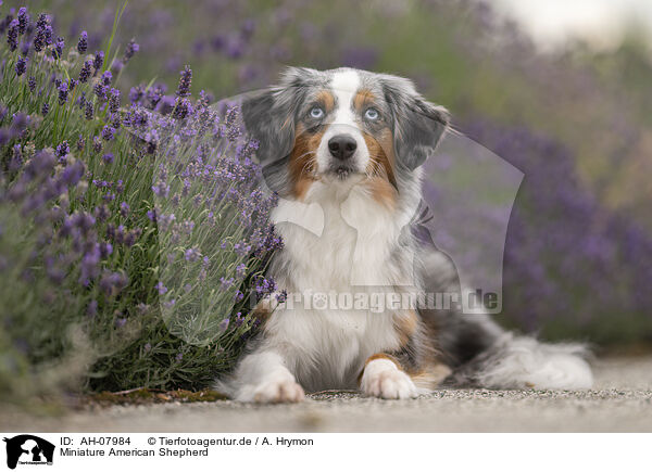 Miniature American Shepherd / Miniature American Shepherd / AH-07984