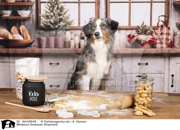 Miniature American Shepherd / Miniature American Shepherd / AH-08649