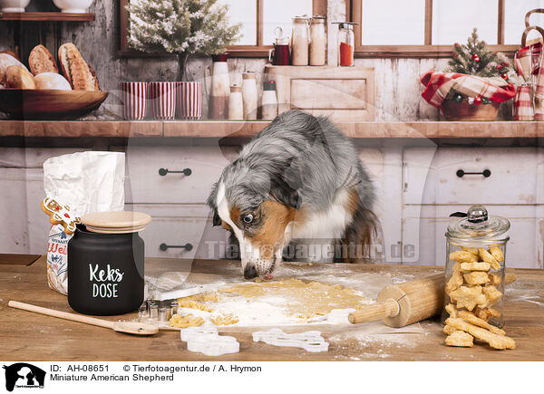 Miniature American Shepherd / Miniature American Shepherd / AH-08651