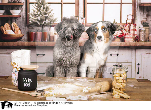 Miniature American Shepherd / Miniature American Shepherd / AH-08654