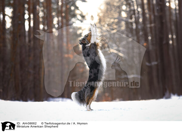 Miniature American Shepherd / Miniature American Shepherd / AH-08662