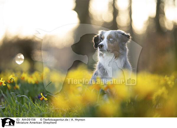 Miniature American Shepherd / Miniature American Shepherd / AH-09158